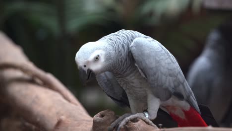 exótico loro gris africano del congo, psittacus erithacus, cabeceo y limpieza de billetes contra la madera en el parque turístico de vida silvestre langkawi, kedah, malasia, sudeste de asia