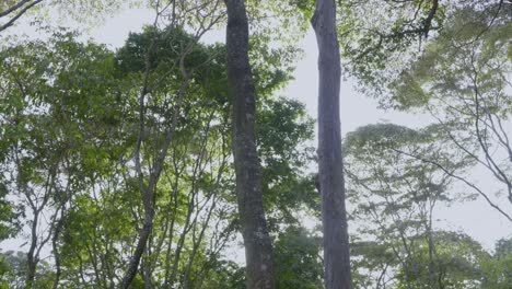 Sunlight-Shining-Through-Fresh-Green-Trees