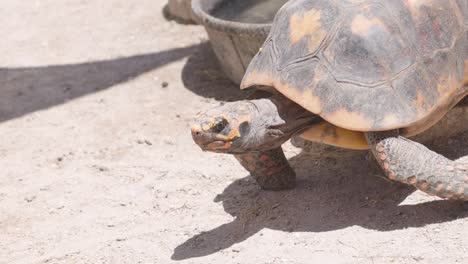 red-footed-tortoise-walking-in-enclosure-in-captivity