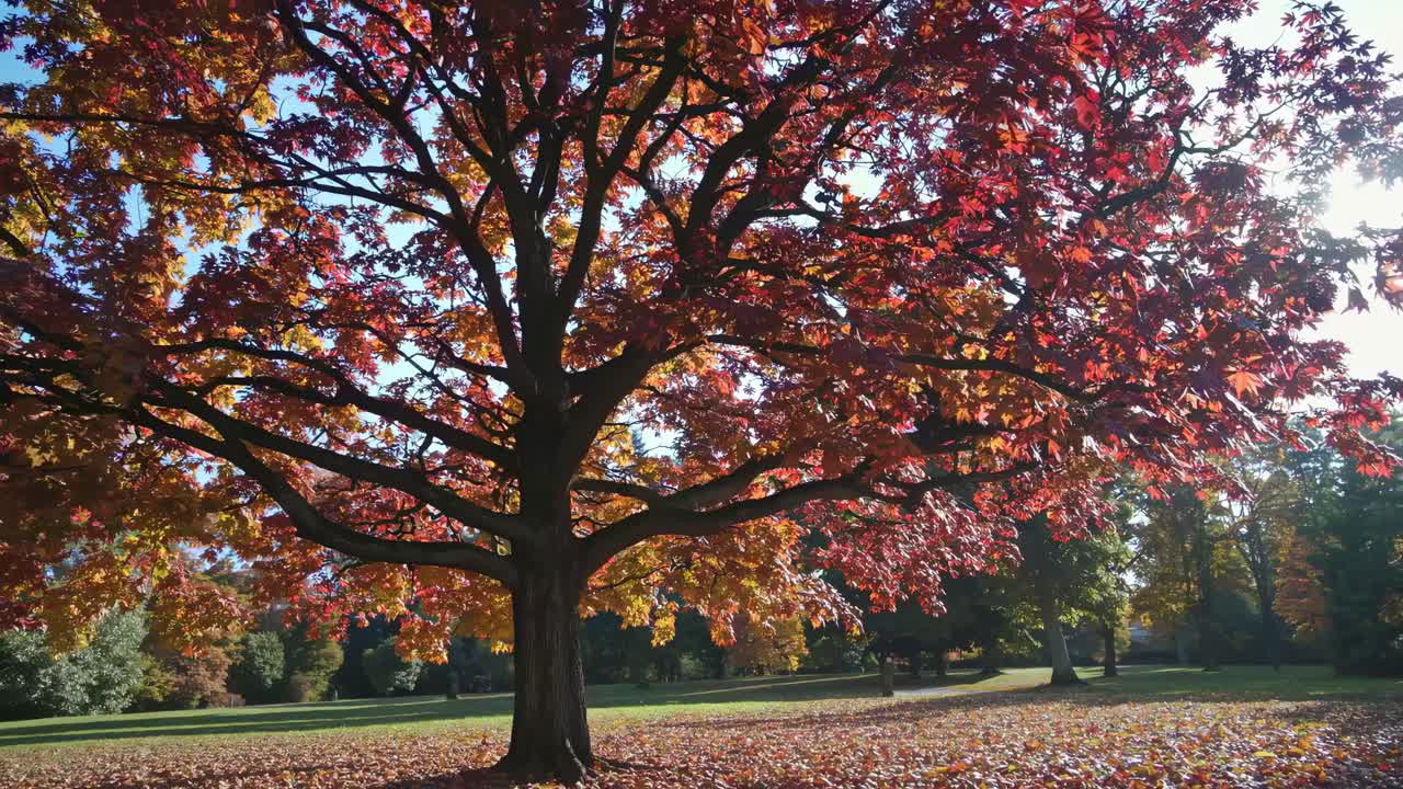 A wide-angle video captures a majestic tree with vibrant autumn leaves under a clear sky