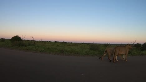 leones jóvenes caminando por una carretera al atardecer en el parque nacional kruger.