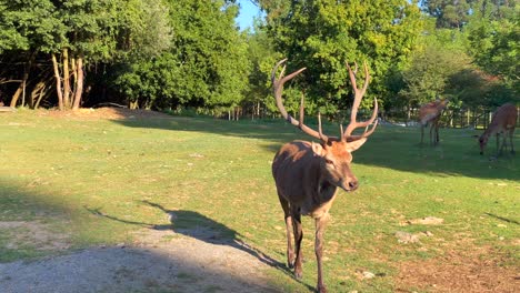 curious male deer approaching toward the camera at parkland, wild animals concept