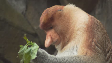 close up of proboscis monkey eating leaves. static