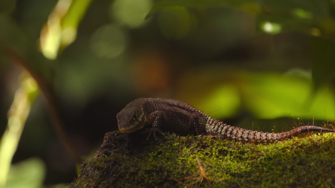 Resting on a mossy log, a Thornytail lizard basks being disturbed by flies in the humid morning air of Peru’s Amazon forest.