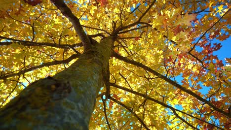 autumn,tree with yellow leaves illuminated by the setting sun.blue sky.the wind blows on the leaves.foliage.