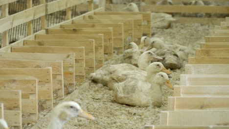 patos blancos en una granja avícola