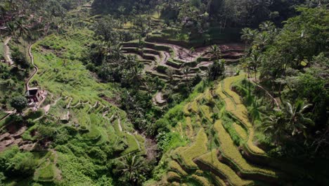 campo de arroz - terrazas de arroz con cultivos maduros en bali, indonesia