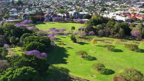 cinematic flyover shot of new farm neighborhood park with beautiful greenery, grassy field, well maintained botanical garden and blooming purple flowering jacaranda trees in spring season at daytime