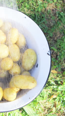 water splashing on potatoes in garden