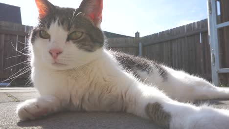 medium low angle shot of a beautiful white-grey colored cat relaxing in the sun on a balcony floor