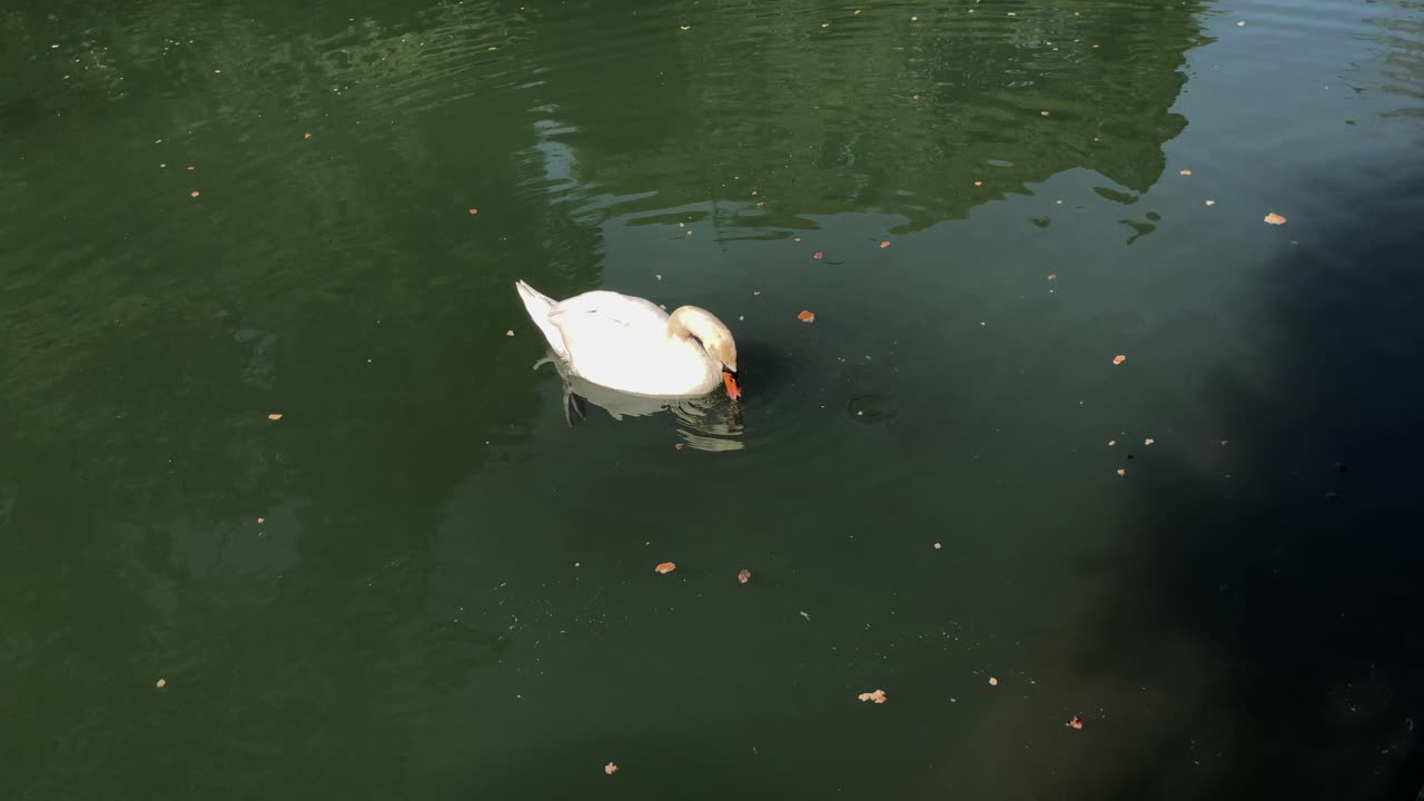 cisne en un estanque