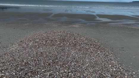 upward camera pan of a shelly beach and sandy coastline of omaha beach in warkworth new zealand