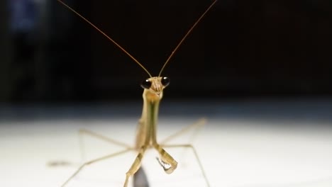 el saltamontes o mantis religiosa es un insecto perteneciente al orden mantodea