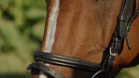 man stroking a horse on the field 04