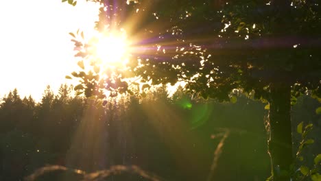 Insects-dancing-in-vibrant-summer-sunset,-golden-hour-sun-casting-flares-through-branches-and-leaves