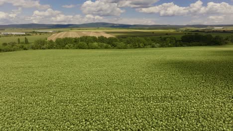 aerial view of a field of sunflowers