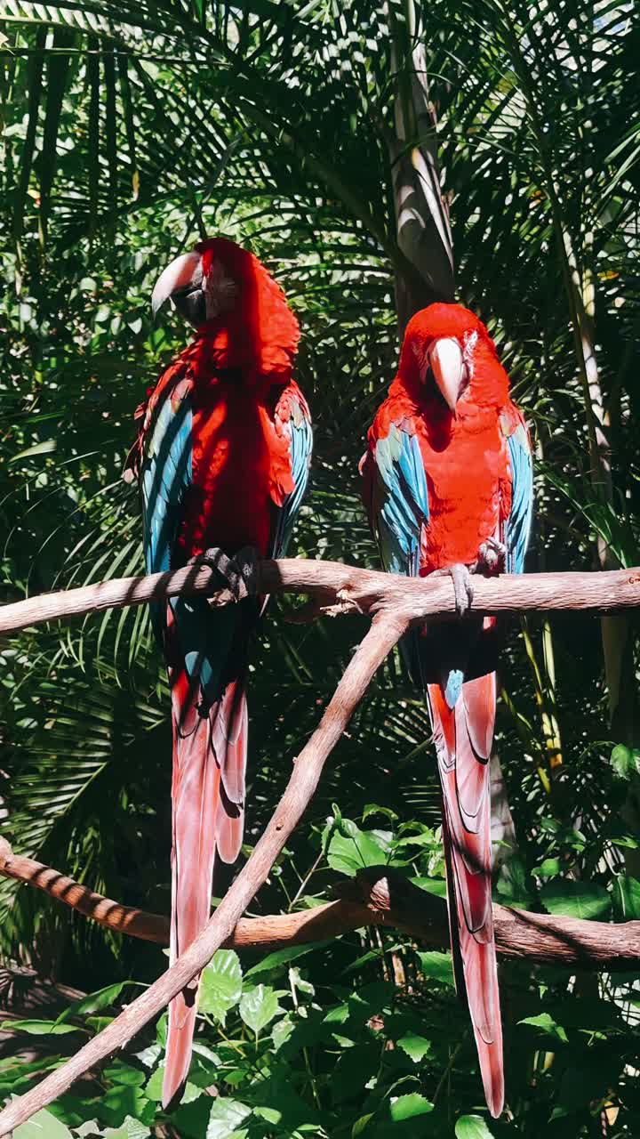Two Red Macaws on a Branch