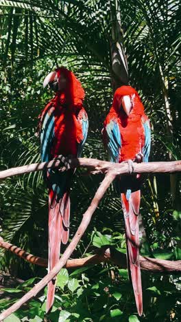 two red macaws on a branch