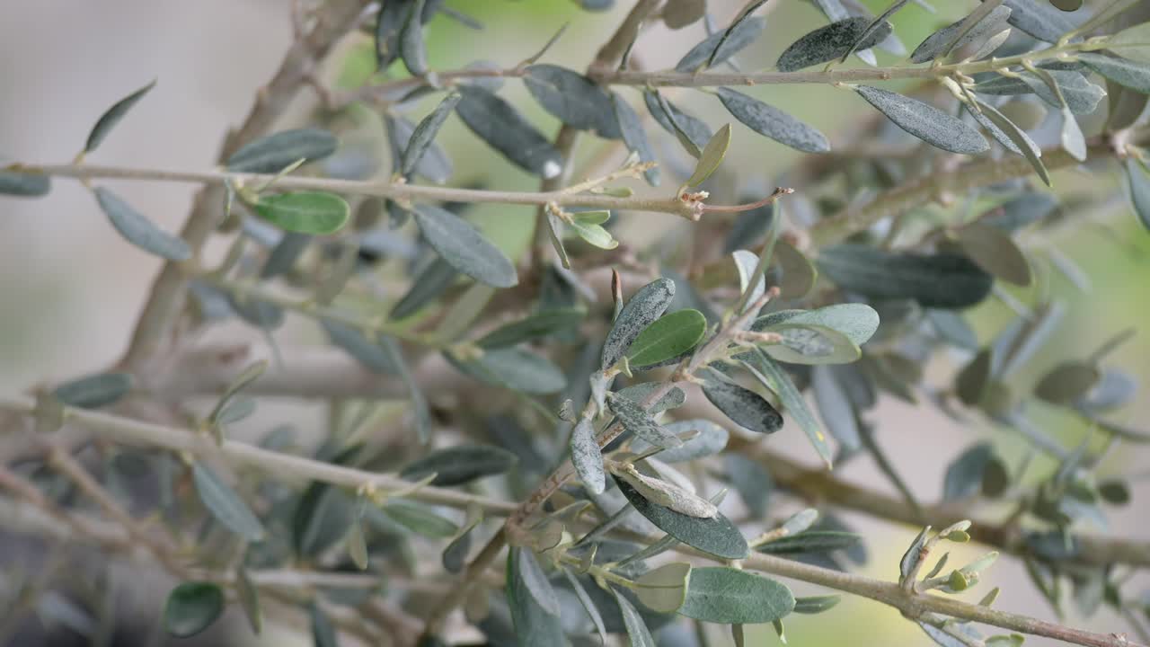 Olive Tree Branches with Leaves
