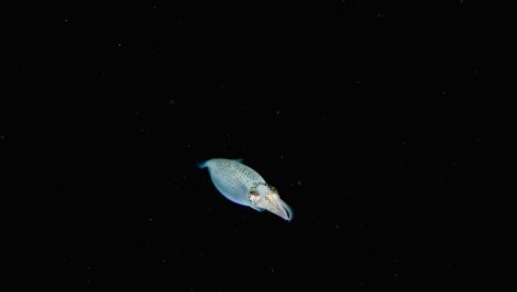 Calamares-Opalescentes-Juveniles-Nadando-En-Aguas-Poco-Profundas-En-El-Noroeste-Del-Pacífico