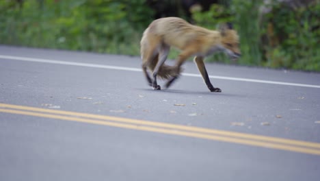 a wild red fox feeds on roadkill in algonquin provincial park, canada