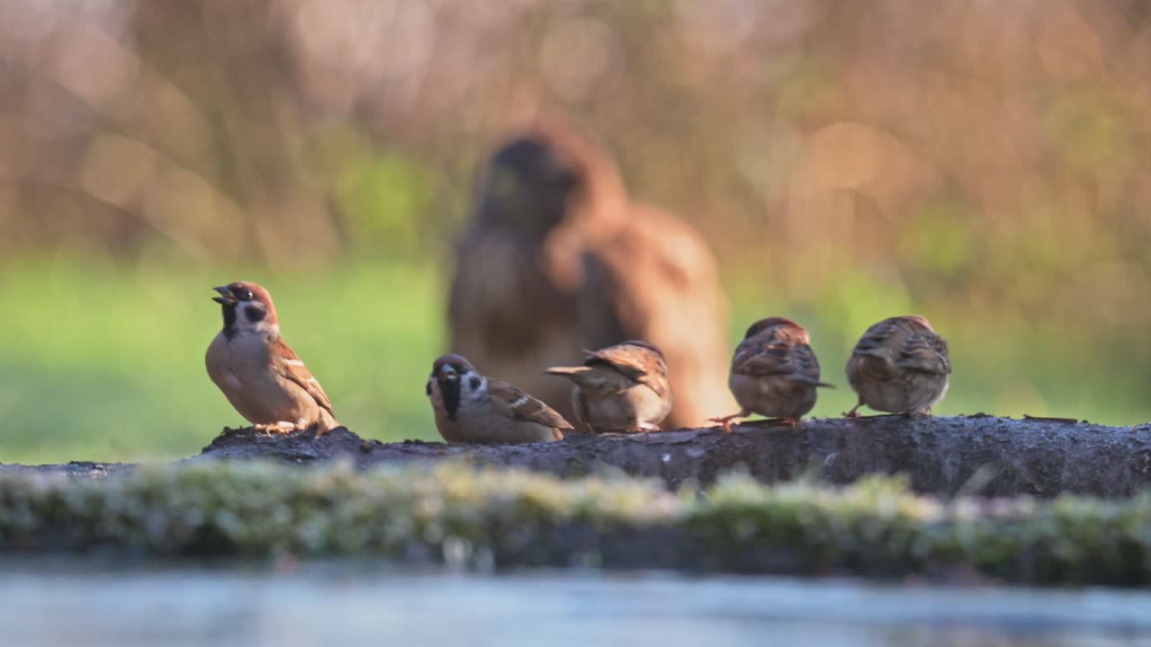 A group of sparrows perched on a moss-covered log near the water, with a blurred hawk in the background.
