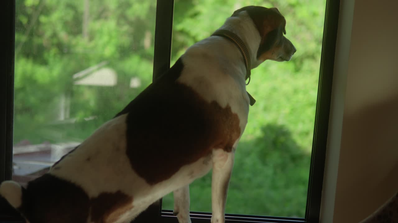 perro mirando por la ventana con una vista de jardín verde