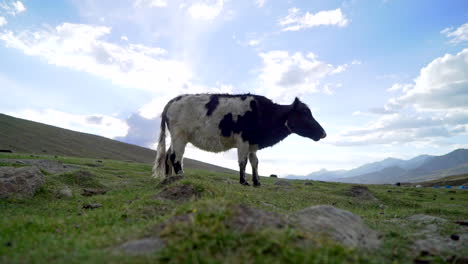 lonely lulu cow standing on a field in a valley, surrounded by high mountains on a sunny day