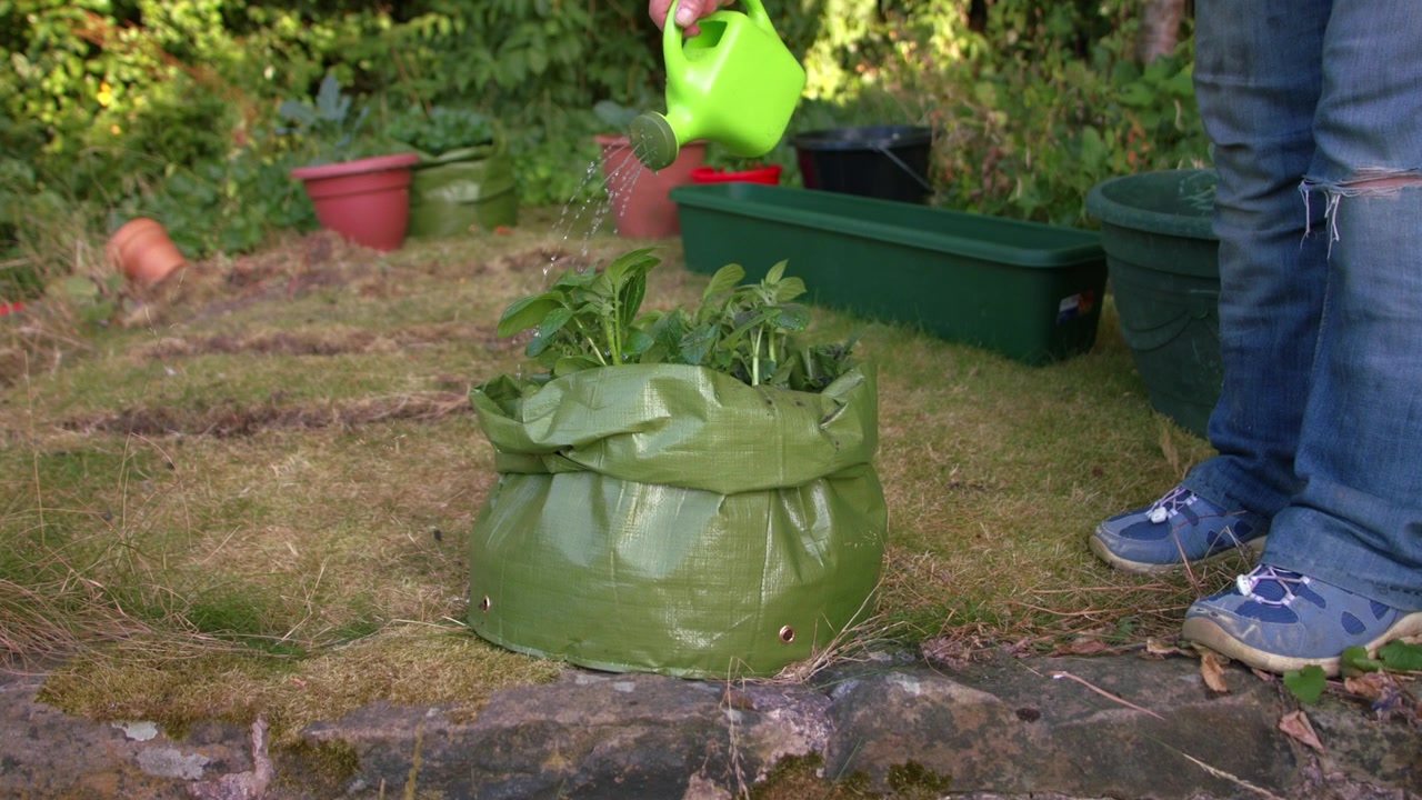 Gardener watering potato plants in green grow bag sack medium zoom slow motion shot selective focus