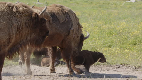 Mamá-Bisonte-Europea-Empuja-A-Un-Ternero-Tirado-En-Un-Pozo-De-Polvo-Para-Que-Se-Levante