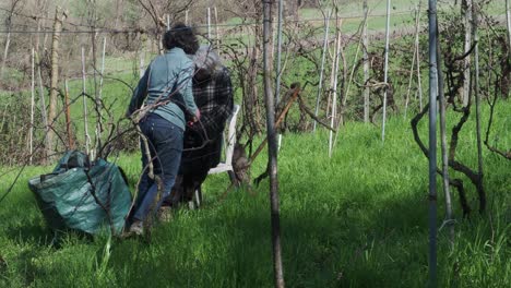 strong independent caucasian woman farmer prunes vines during late winter dormancy among bare rows in martani hills, preserving tradition and quality grape production under soft seasonal light