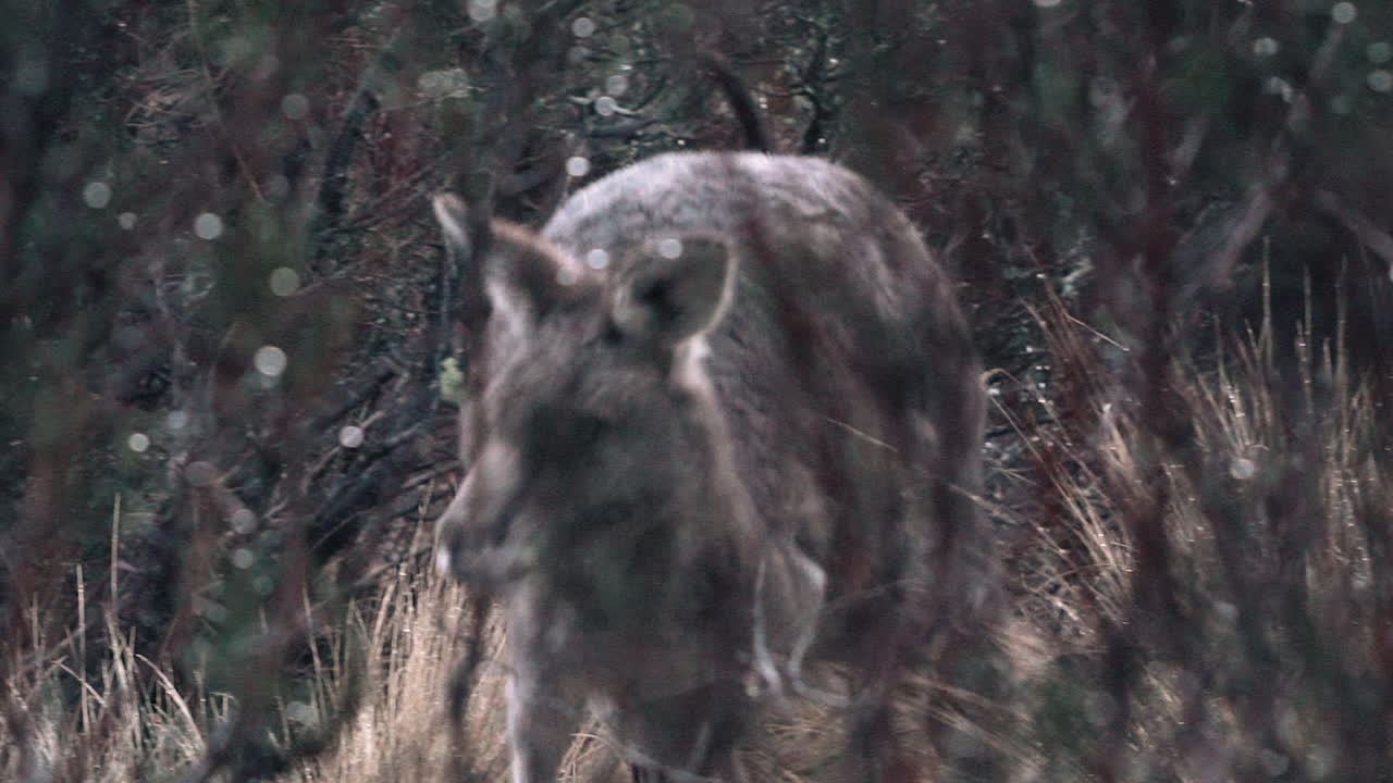 Wild Eastern Grey Kangaroo Hops Along Alpine Herb field, Slow Motion