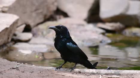 El-Drongo-Con-Cresta-De-Pelo-O-Es-Un-Ave-En-Asia-De-La-Familia-Dicruridae-Que-Era-Conespecífico-Con-Dicrurus-Bracteatus-O-Drongo-Con-Lentejuelas-En-El-Que-Puede-Ser-Difícil-Diferenciar-Entre-Sí