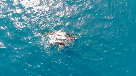 Adult-humpback-whale-and-calf-breaching-the-surface