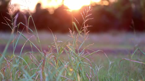 A-few-tall-sparse-stalks-of-wild-grass-backlit-by-the-sunset-that-is-coming-over-trees