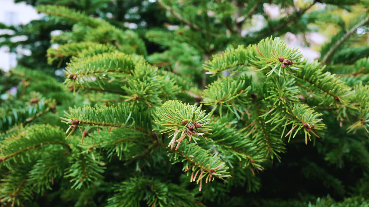 A detailed close up of green fir tree branches with fresh and vibrant needles