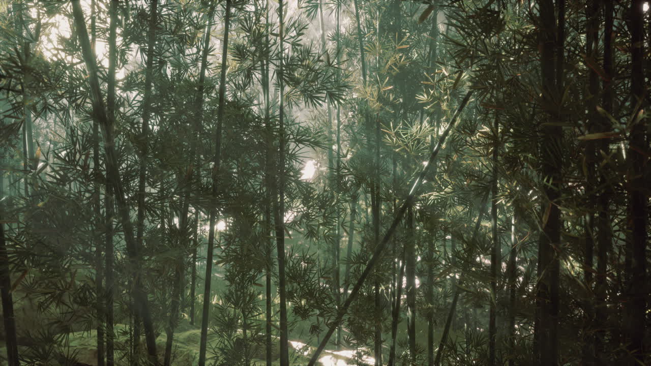 la luz del sol brillando a través de un denso bosque de bambú