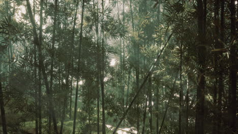 sunlight shining through a dense bamboo forest