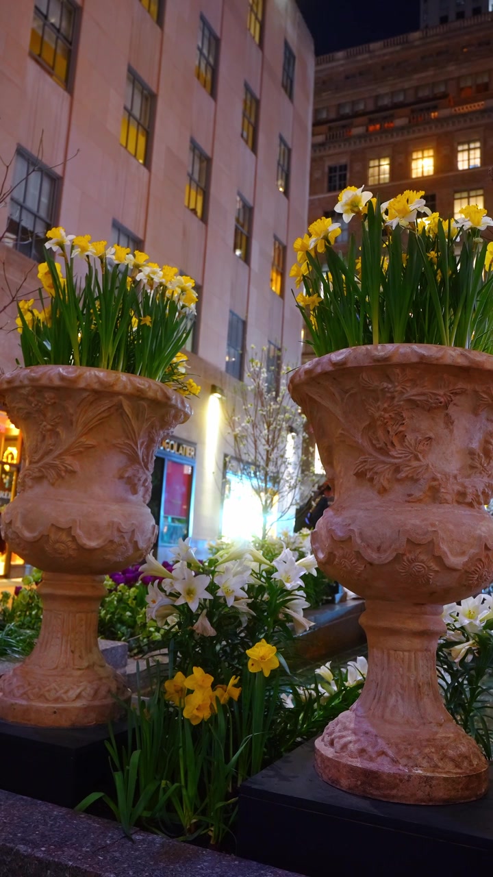 Terracotta urns with daffodils at spring flower display, Rockefeller Center, New York. Ground angle, yellow blooms, white lilies below, illuminated plaza buildings behind.