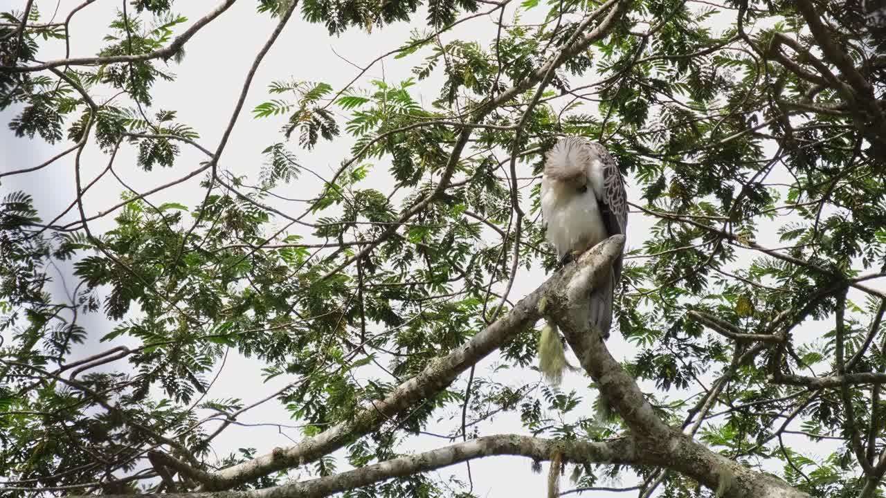 mirando hacia la izquierda y luego limpia sus plumas blancas delanteras y se traga una mientras mira lejos hacia adelante durante una tarde soleada, águila filipina pithecophaga jefferyi juvenil, filipinas