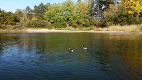 following ducks as they swim around a lake