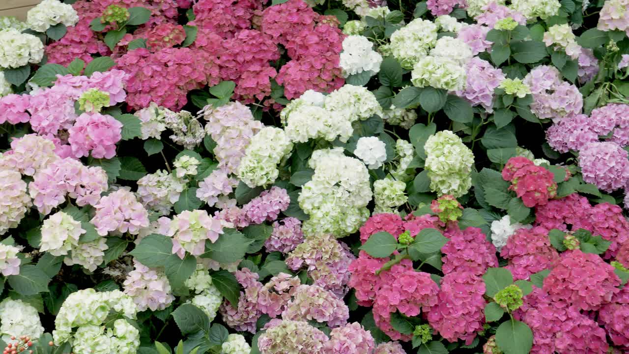 Vari colori di ortensie in fiore in un bellissimo giardino