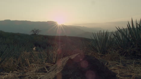 agave fields between the mountains of tequila, jalisco, mexico