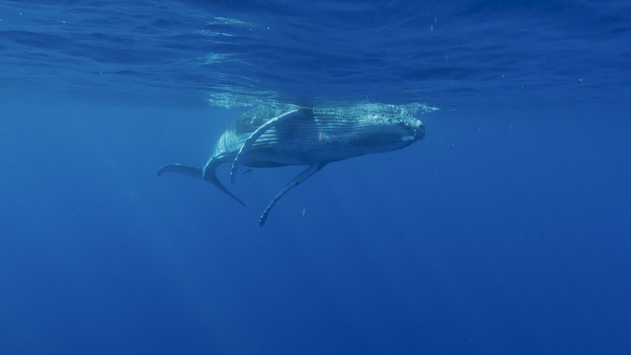 어린 혹등고래 송아지는 태평양의 맑은 물에서 노는 슬로우 모션 샷