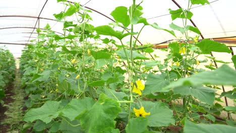 lush cucumber plants thriving in a sunlit greenhouse, featuring blossoms and young fruits