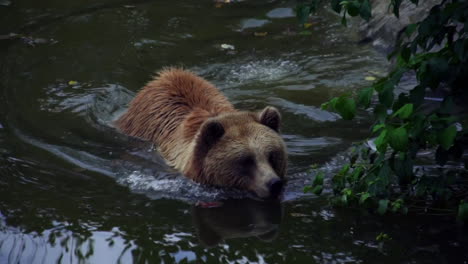 High-angle-view-of-a-bear-inside-of-a-river-shaking-and-wandering-around,-slow-motion