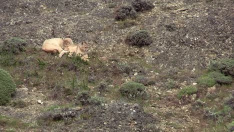 Torres-Del-Paine,-Patagonia---Two-Eight-Months-Old-Puma-Cubs-Curled-Up-On-The-Hillside,-One-Walks-Off---Wide-Shot