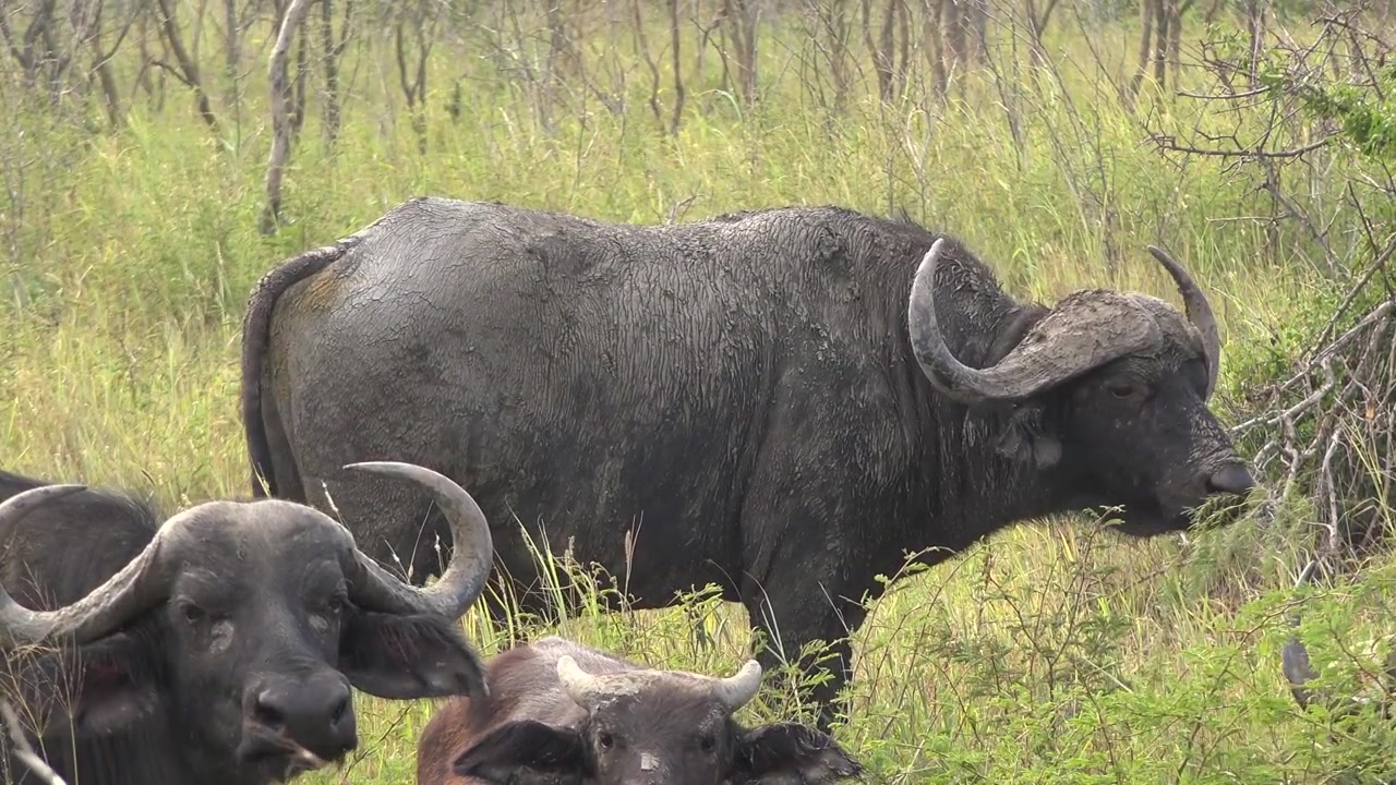 Manada de Búfalos Africanos Pastando na Savana
