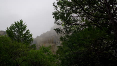 Looking-up-at-the-trees-in-Yosemite-Valley-on-a-cloudy-day