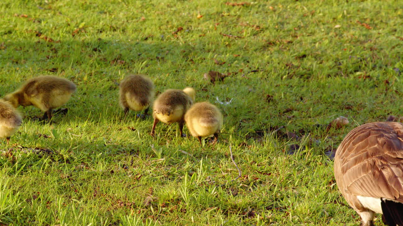 Slow-motion reveals the charm of baby geese’s first attempts to walk and swim.